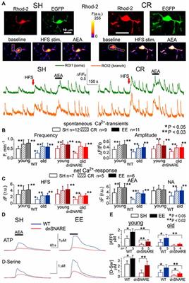 Diversity of Astroglial Effects on Aging- and Experience-Related Cortical Metaplasticity